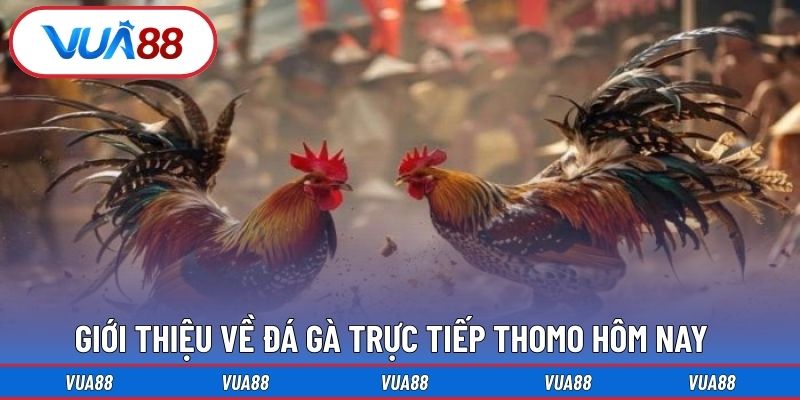 Giới thiệu về đá gà trực tiếp Thomo hôm nay