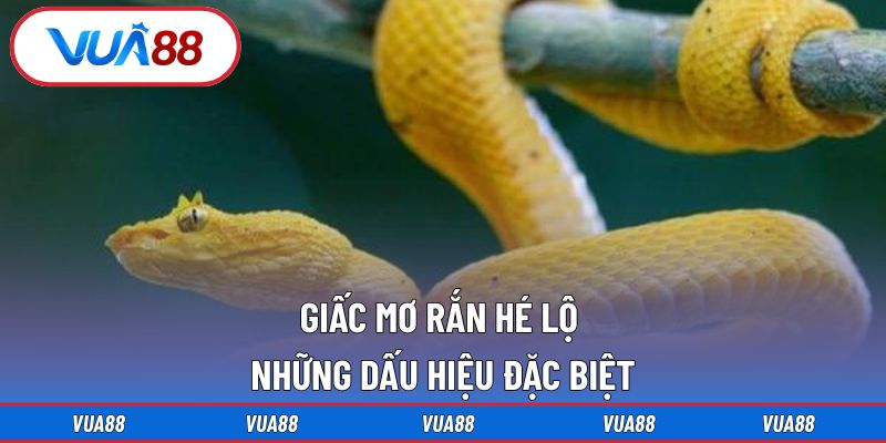Giấc mơ rắn hé lộ những dấu hiệu đặc biệt