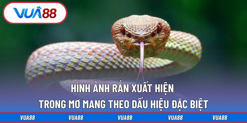 Hình ảnh rắn xuất hiện trong mơ mang theo dấu hiệu đặc biệt