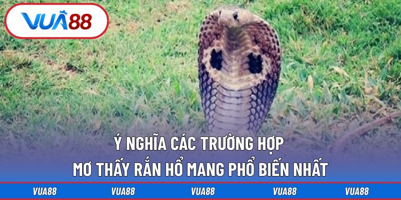 Ý nghĩa các trường hợp mơ thấy rắn hổ mang phổ biến nhất