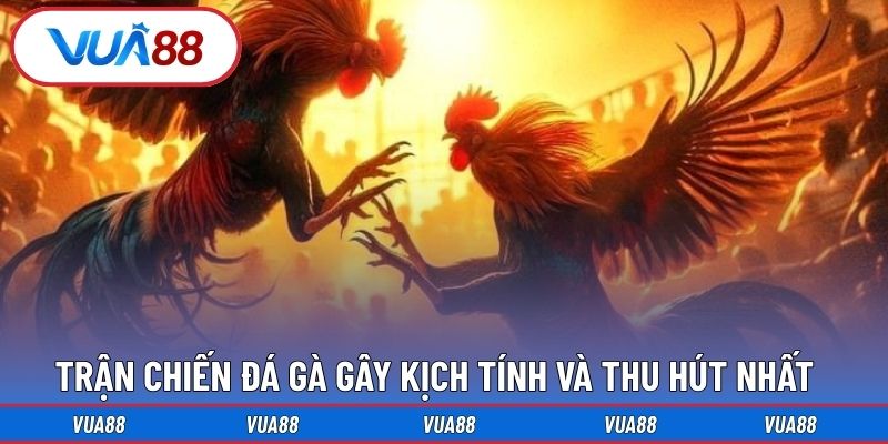 Trận chiến đá gà gây kịch tính và thu hút nhất